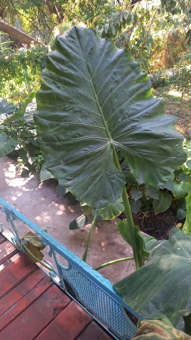 Цветы от 3000 тг до 50000тг