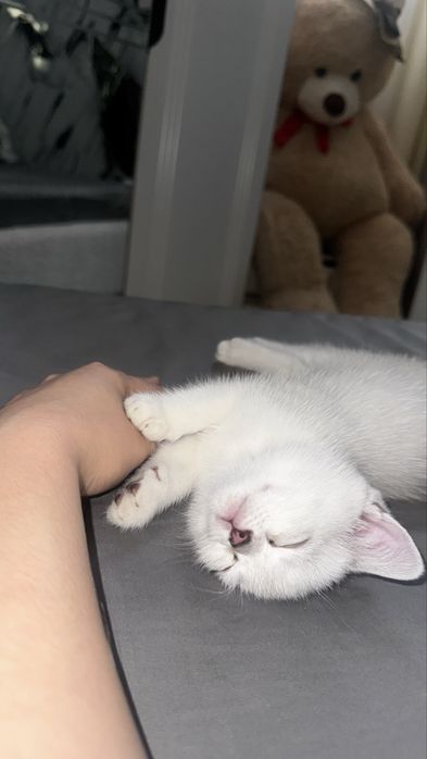 Azik isimli mushuk sizni kutmoqda