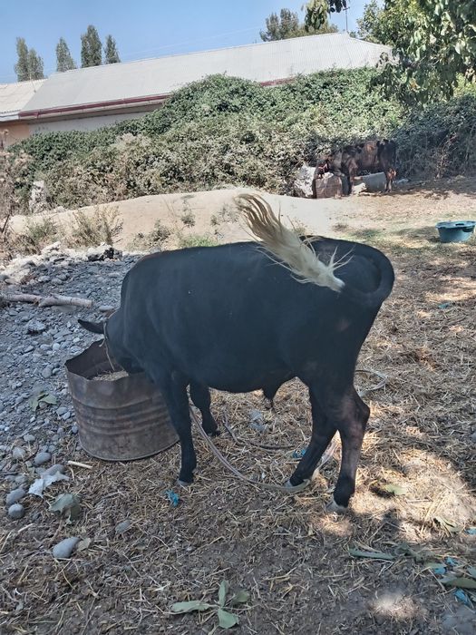 Навосча сотилади