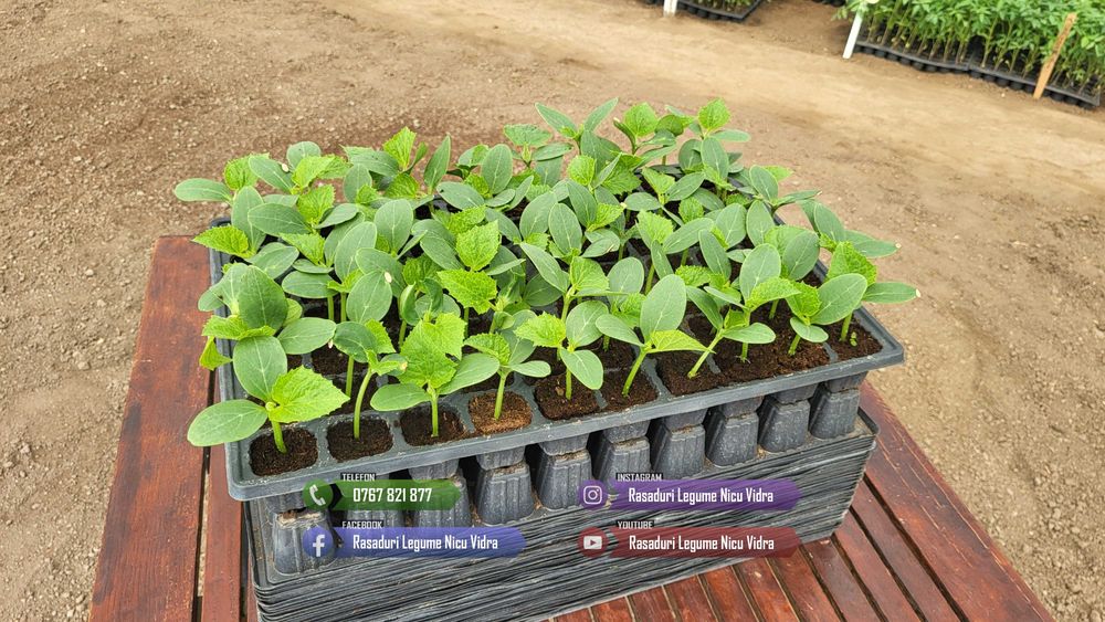 Vand Rasad de rosii ardei castraveti vinete salata | Rasaduri Legume