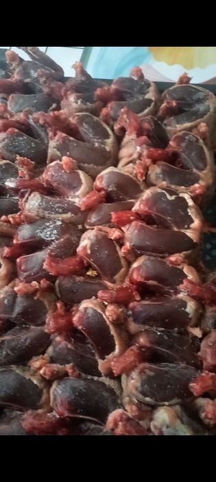 Сизие дикие голуби