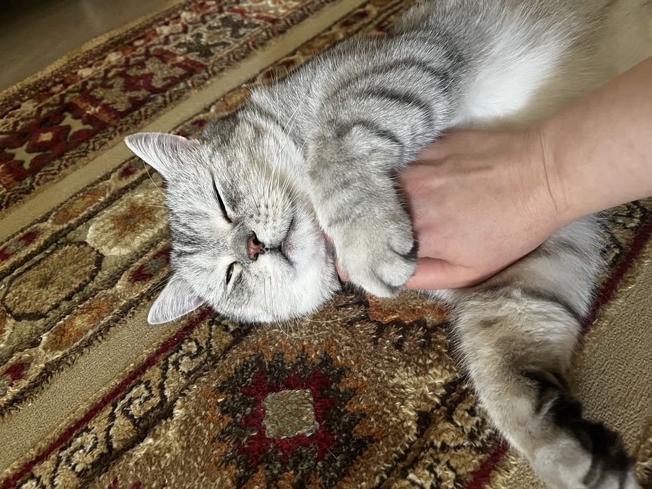 Котей Марвин в поисках дома