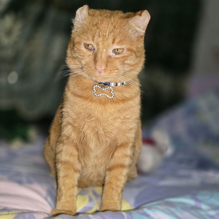 Санни ждёт семью. Кастрат. Привит