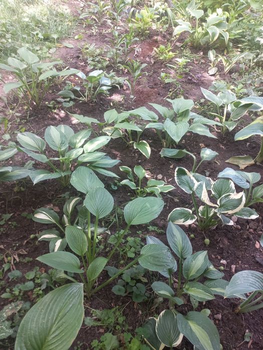 Срочно продам  хосты,папоротники