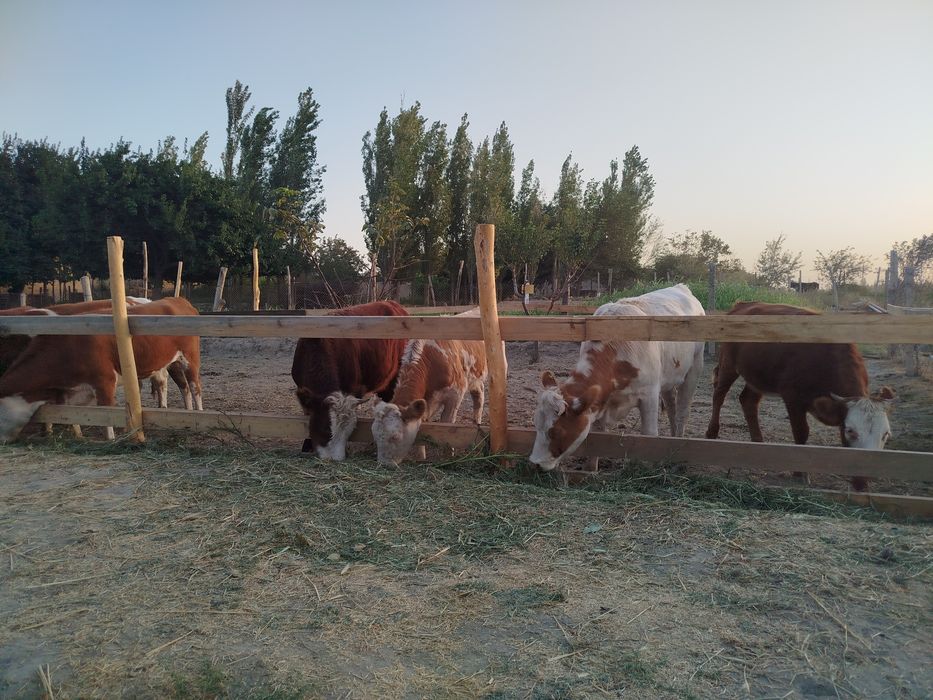 Импорт из России  Продажа оптом и в розницу КРС