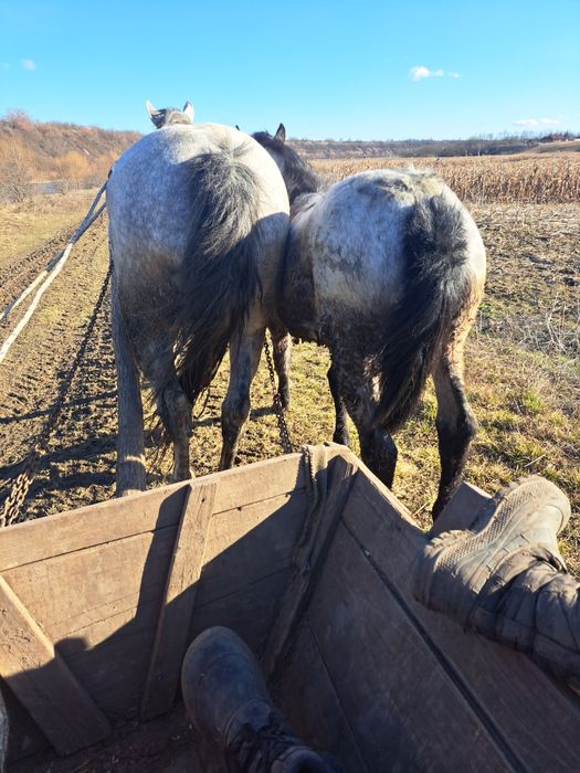 Vând manza de 7 luni
