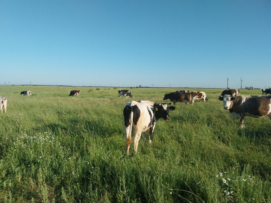 Vand vaci inscrise in cop....vaci bune de lapte fara probleme.