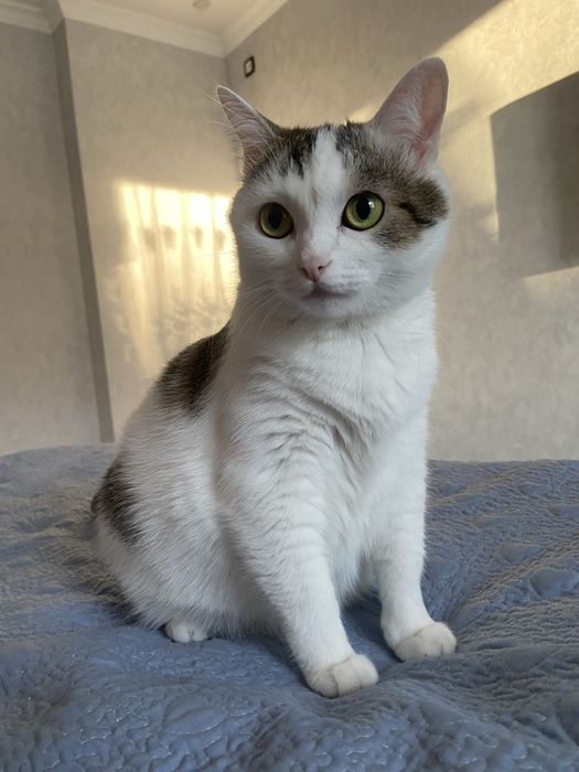 Отдам кошку в добрые руки