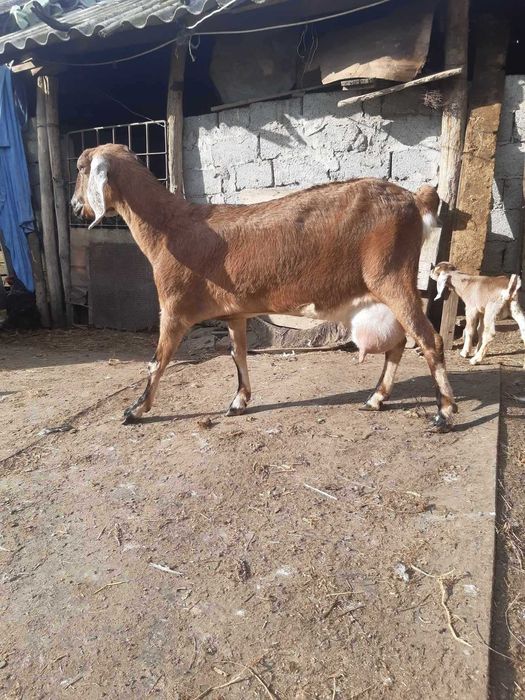 Tapi Anglo-Nubieni de vanzare