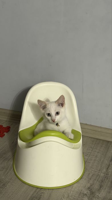 Котенок ищет дом