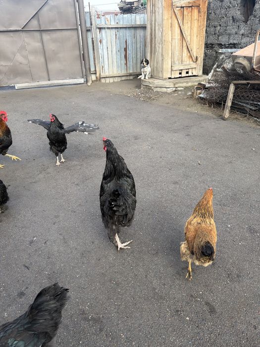 Петухи- 5000 тг.