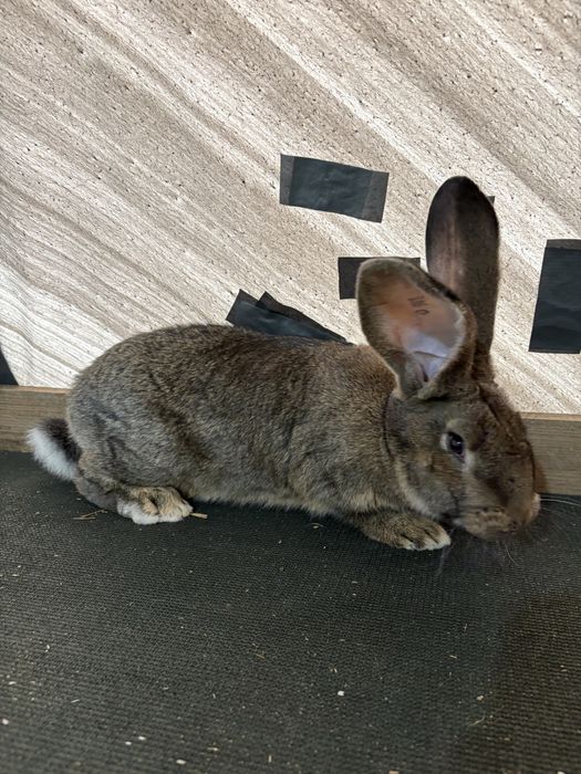 Femela si Mascul Urias german