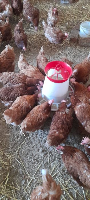 Gaini rosii ouătoare