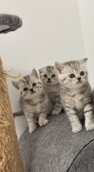 Красивейшие Котята