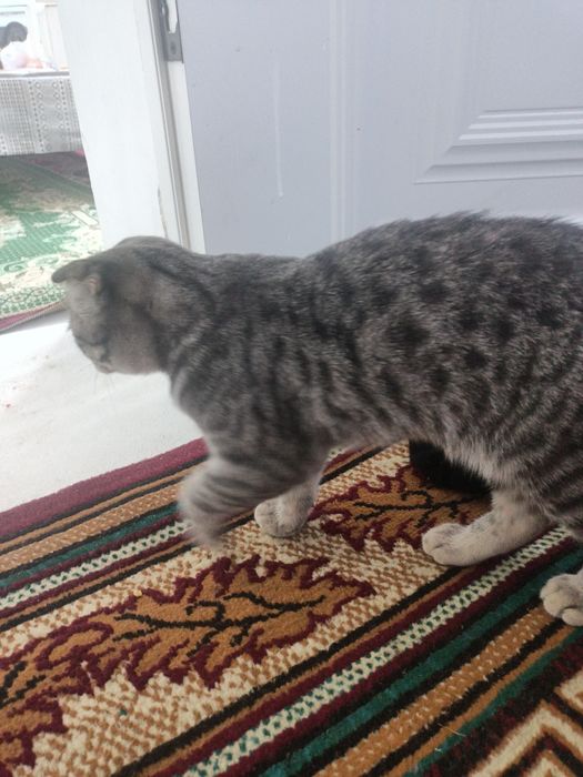 Кошка вислоухий.