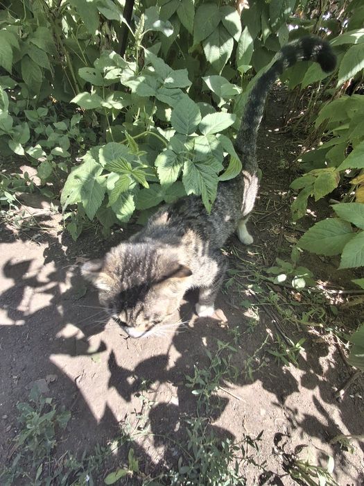 Котята отдам в хорошие руки