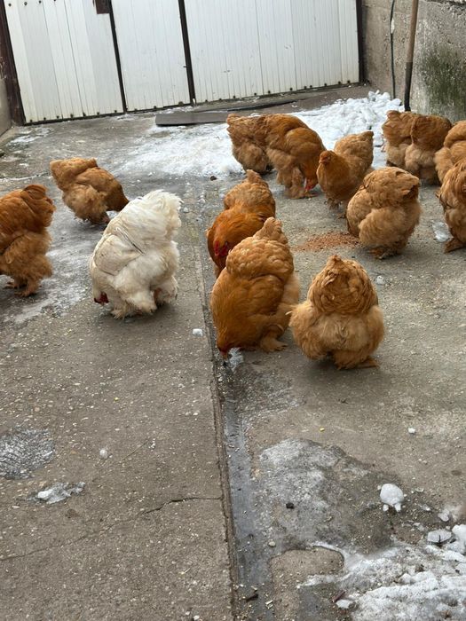 De vânzare gaini cochinchina urias galben