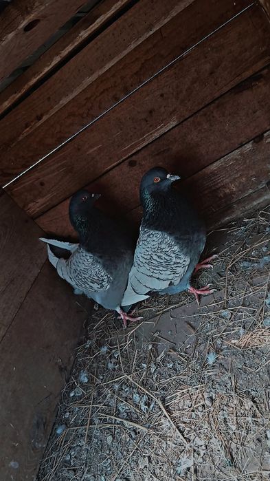 Vând porumbei Lux Polonez