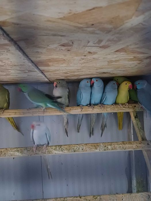 Vând perusi pui,maturi cântatori nimfe kakariki rosella  turturele .