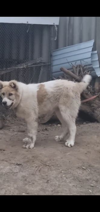 Алабай кавказский