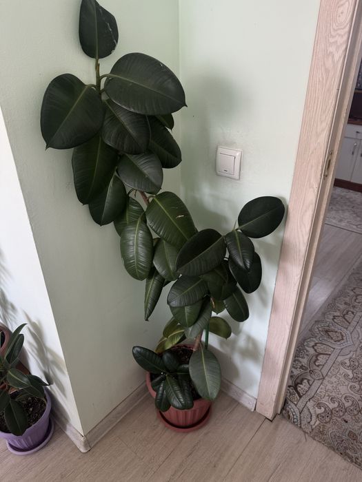 Комнатные цветы