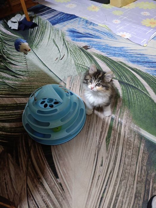 Котёнок в добрые руки