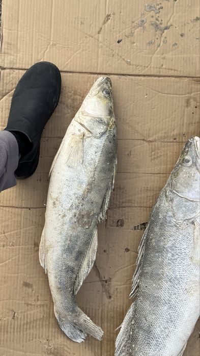 Продаю рыбу Судак