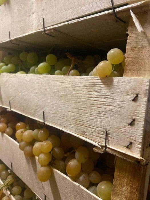 Struguri De Masa – Italia, Victoria, Tamina – Calitate Superioara