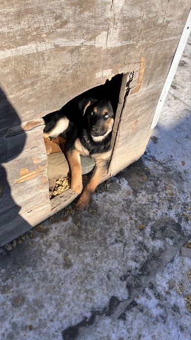 Щенок в добрые руки, девочка. Ұрғашы күшік