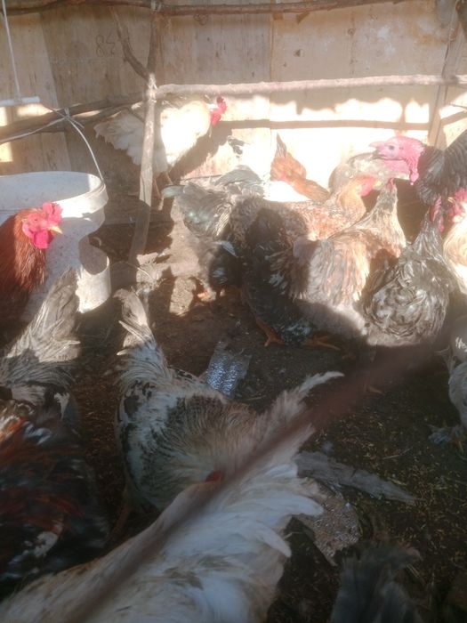 Продам петух продам