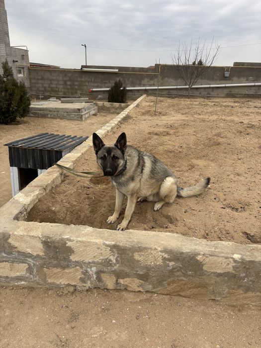 1 жасар ит сатылады