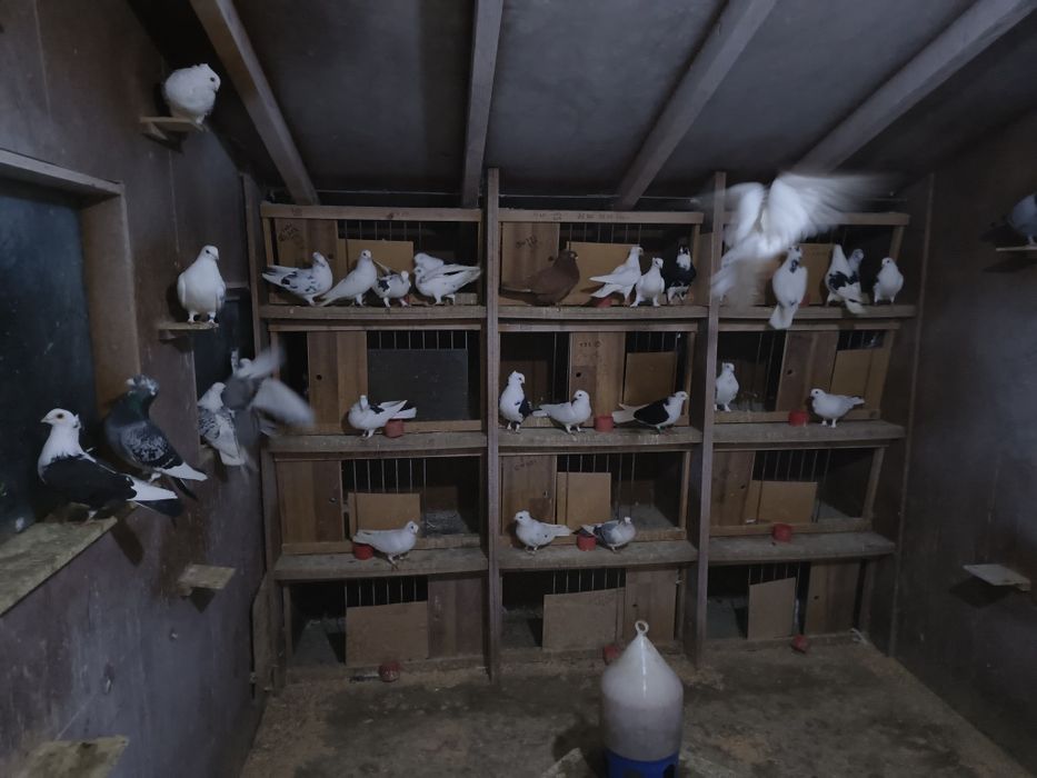 Vand porumbei  curcani voltati