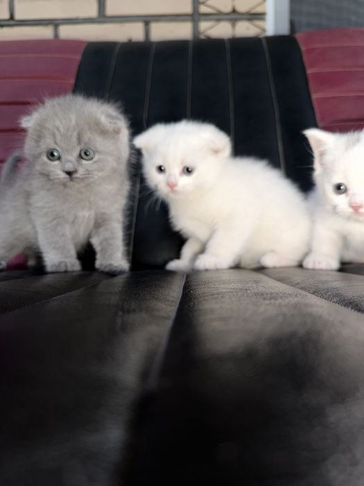 Породистая кошка