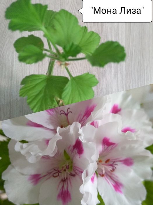 Продам Королевскую Пеларгонию