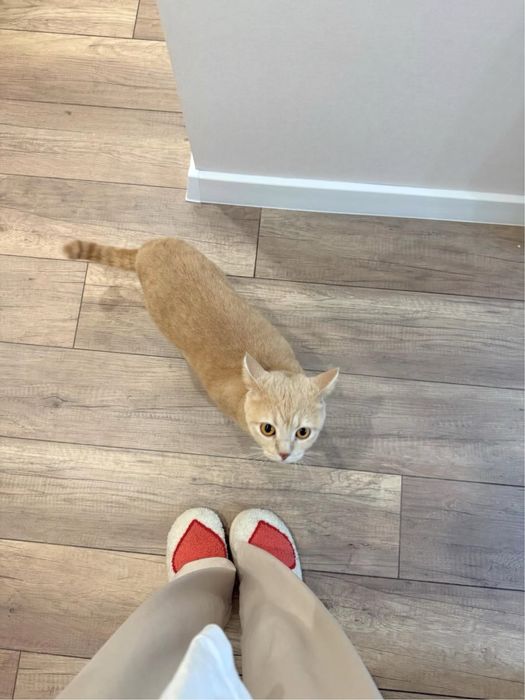 Отдам кота в добрые руки
