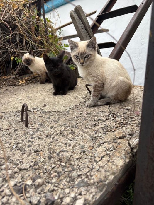 Ищем дом для котят и кошечки!
