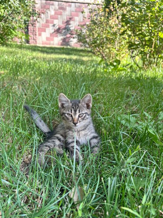 Котята ищут новый дом