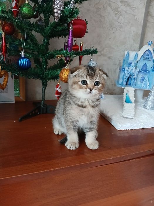 Продаю котят шиншил