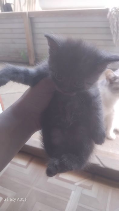 Отдам котят в добрые руки