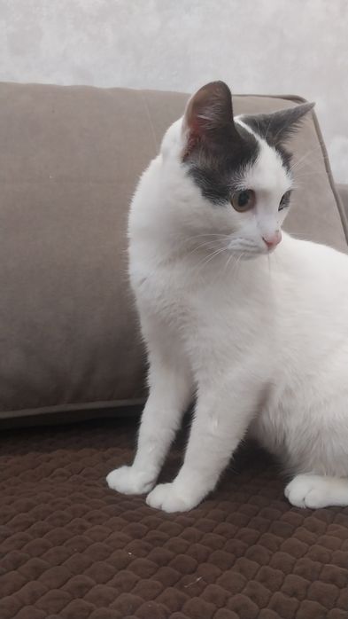 Отдам кота бесплатно