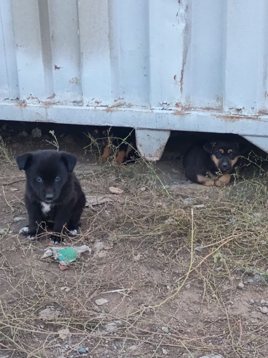 Отдам щенка в ответственные руки