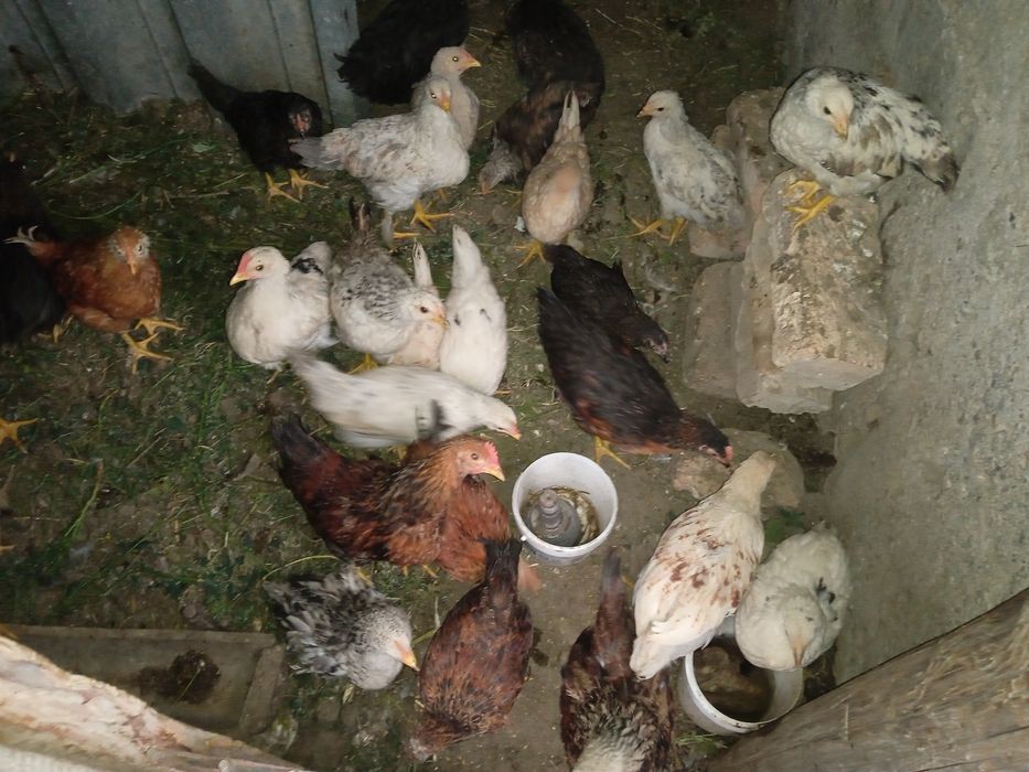 Майда балапандар