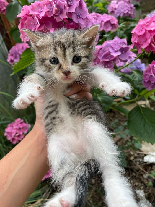 Малки котенца търсят дом