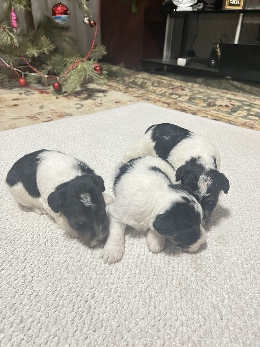 Продам щенков фокстерьера