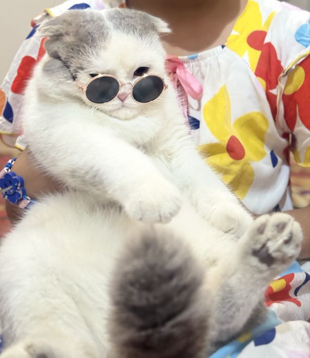 Кот скоттиш фолд 12месяц мальчик