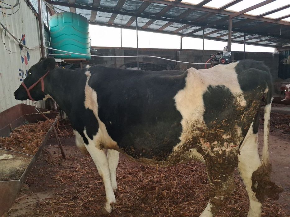 Golland sigir sotiladi