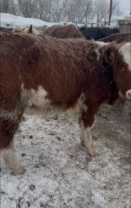 Продам телку и бычка