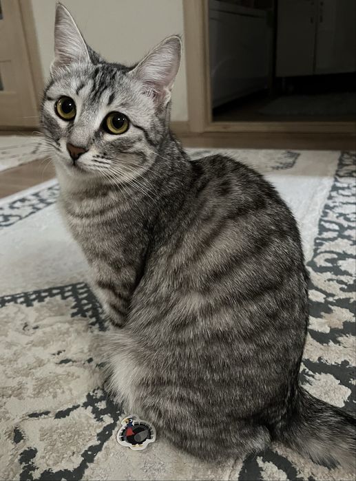 Кошка в добрые руки