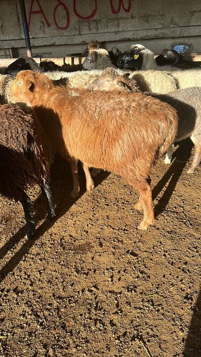 50000 ТГ жогары сатылады