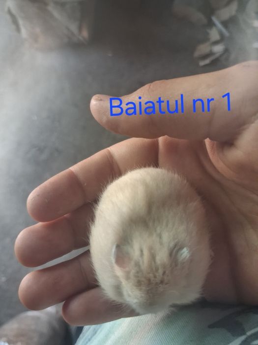 Vand pui de  hamsteri sirieni